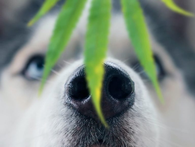 cbd for dogs

